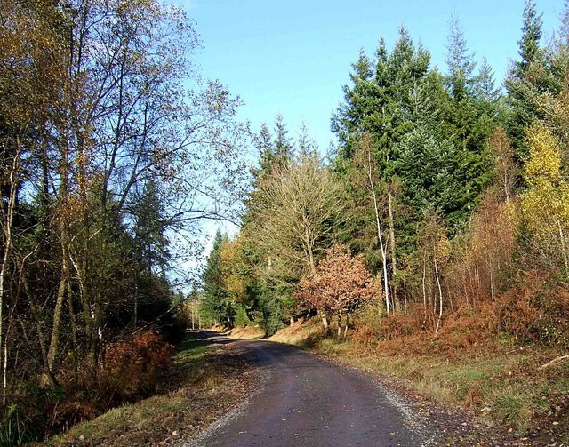 File:Forestry road, Wyre Forest - geograph.org.uk - 1623578.jpg