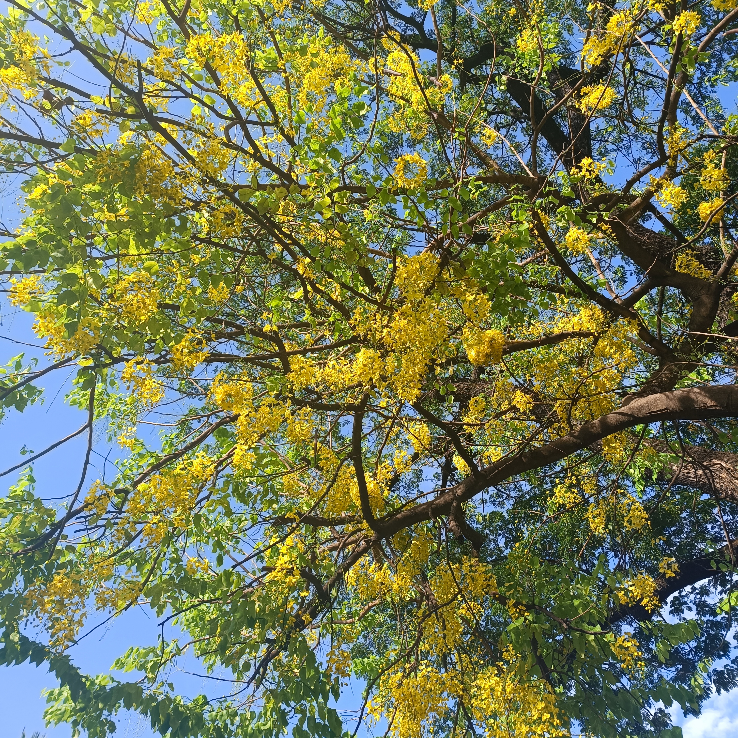 File:Golden shower tree bloom.jpg - Wikimedia Commons