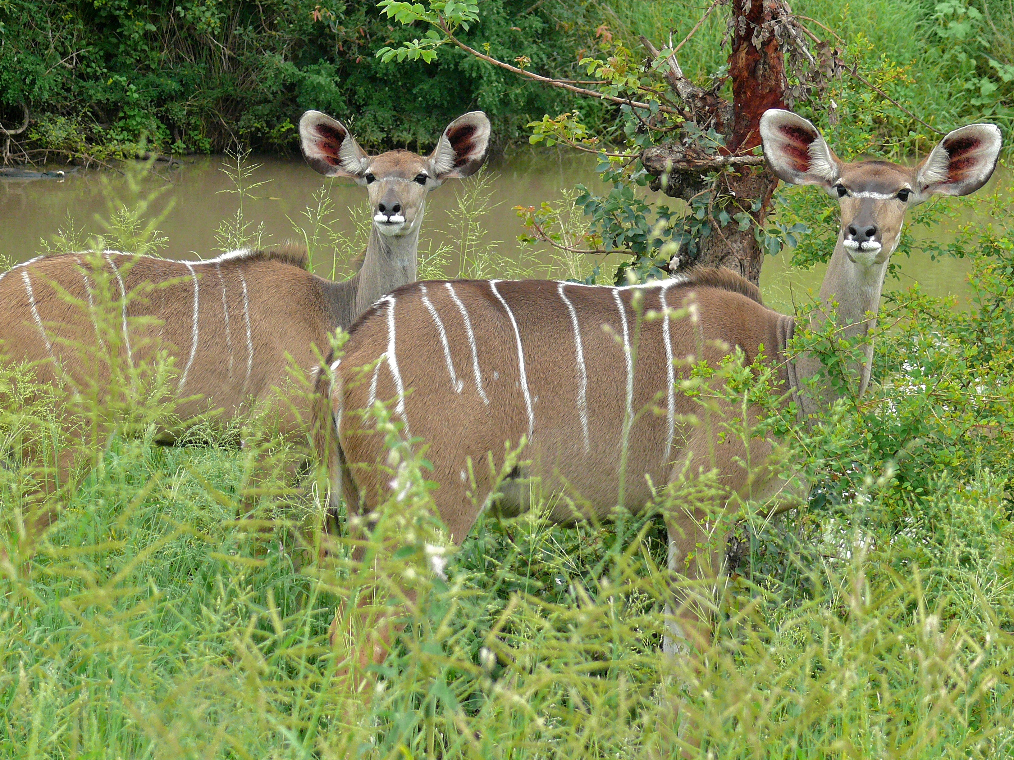 Greater Kudus (Tragelaphus strepsiceros) (6041023743).jpg