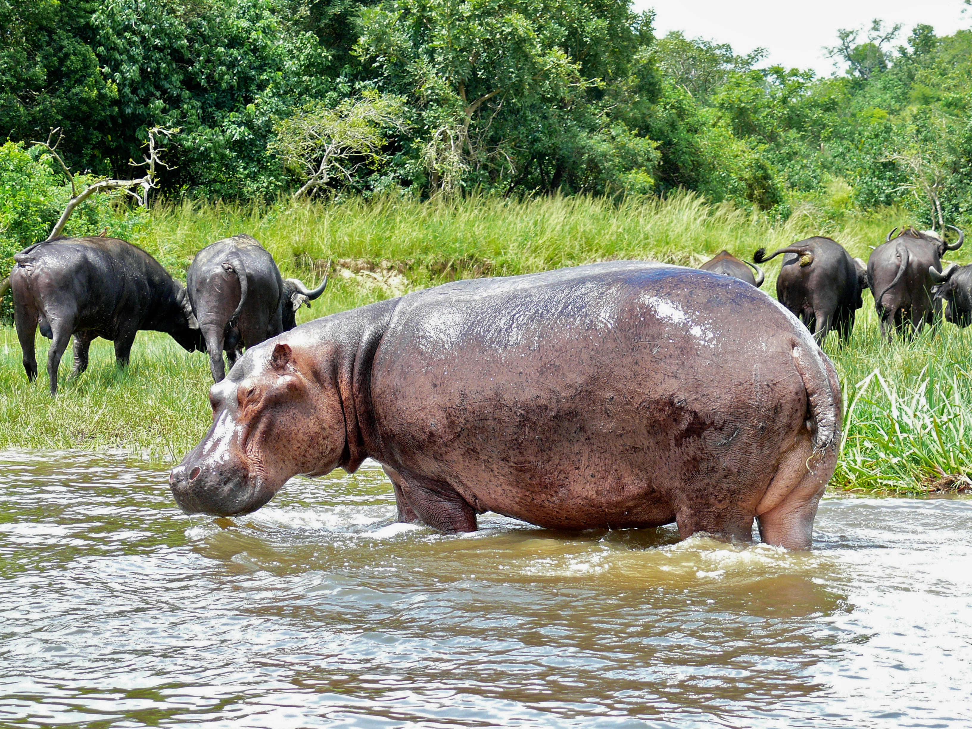 Hippo (Hippopotamus amphibius) (6922020464).jpg