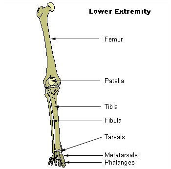 File:Illu lower extremity.jpg