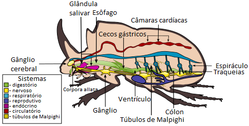 Diagrama da anatomia interna de um besouro.