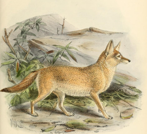 File:Keulemans pale fox.png