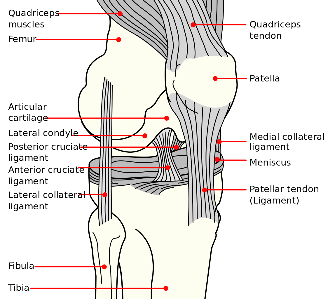 knee exam tests