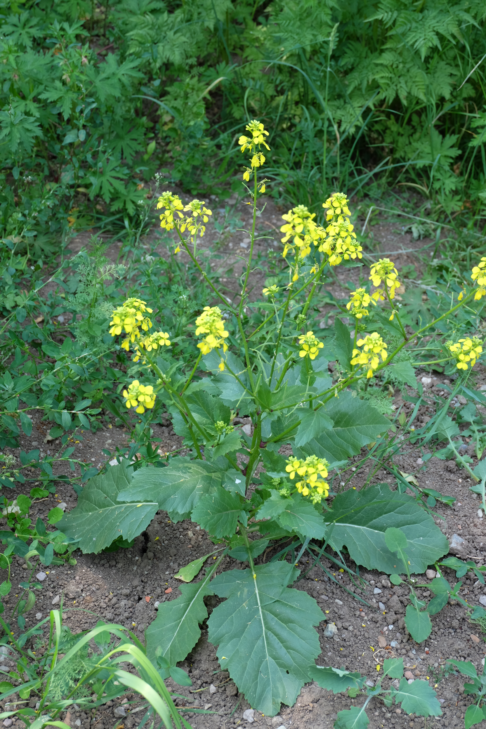 ఆవాలు – (brassica nigra) - Ayurvedic Herbal Plant - Health Tips