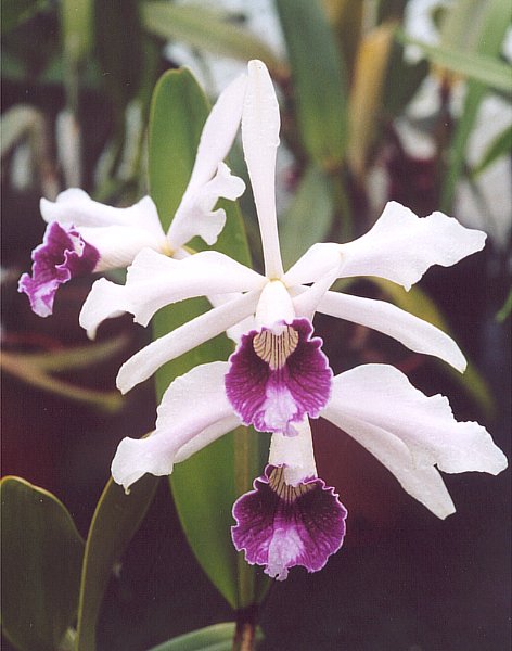 Cattleya purpurata – Wikipédia, a enciclopédia livre