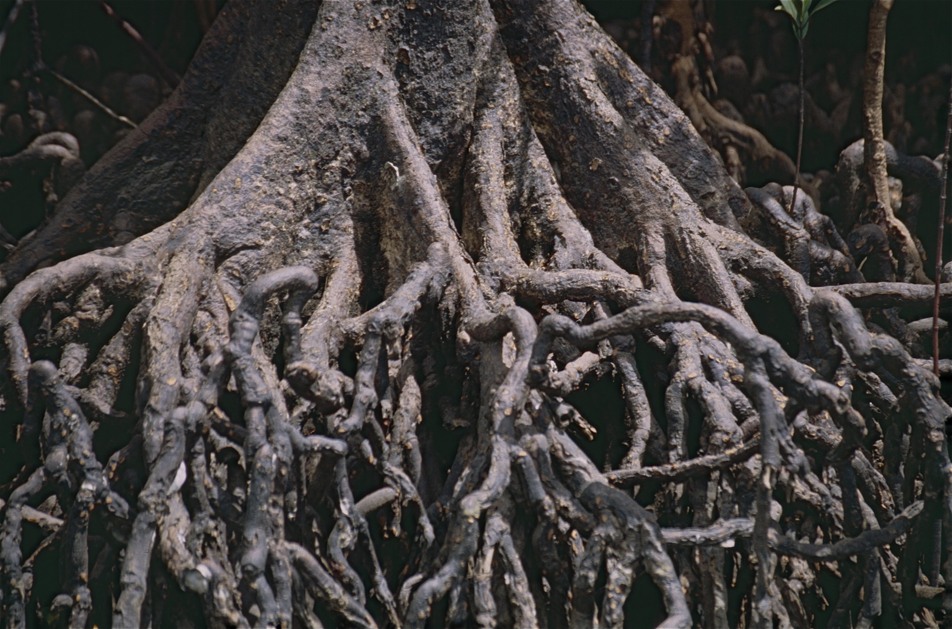 Large-leafed Orange Mangrove (Bruguiera gymnorhiza) (9734144898).jpg