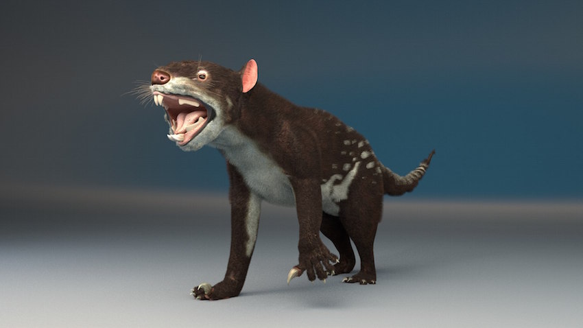 File:Leon marsupial, Thylacoleo carnifex 3d restoration.jpg - Wikimedia  Commons