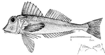 File:Lepidotrigla cavillone.png