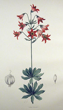 <i>Lilium bolanderi</i> Species of lily