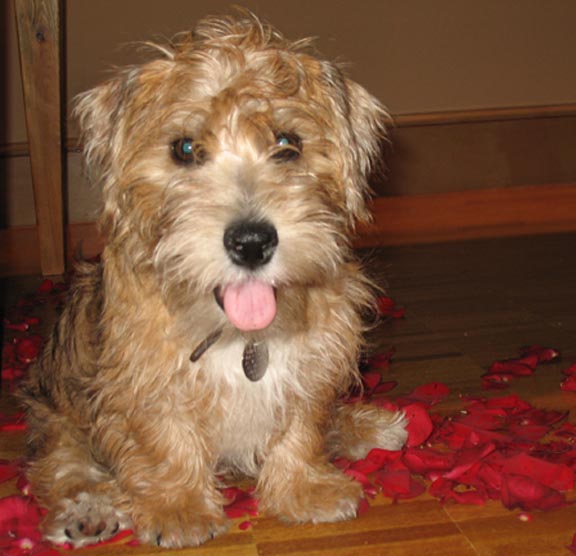 Sporting Lucas Terrier - Wikipedia
