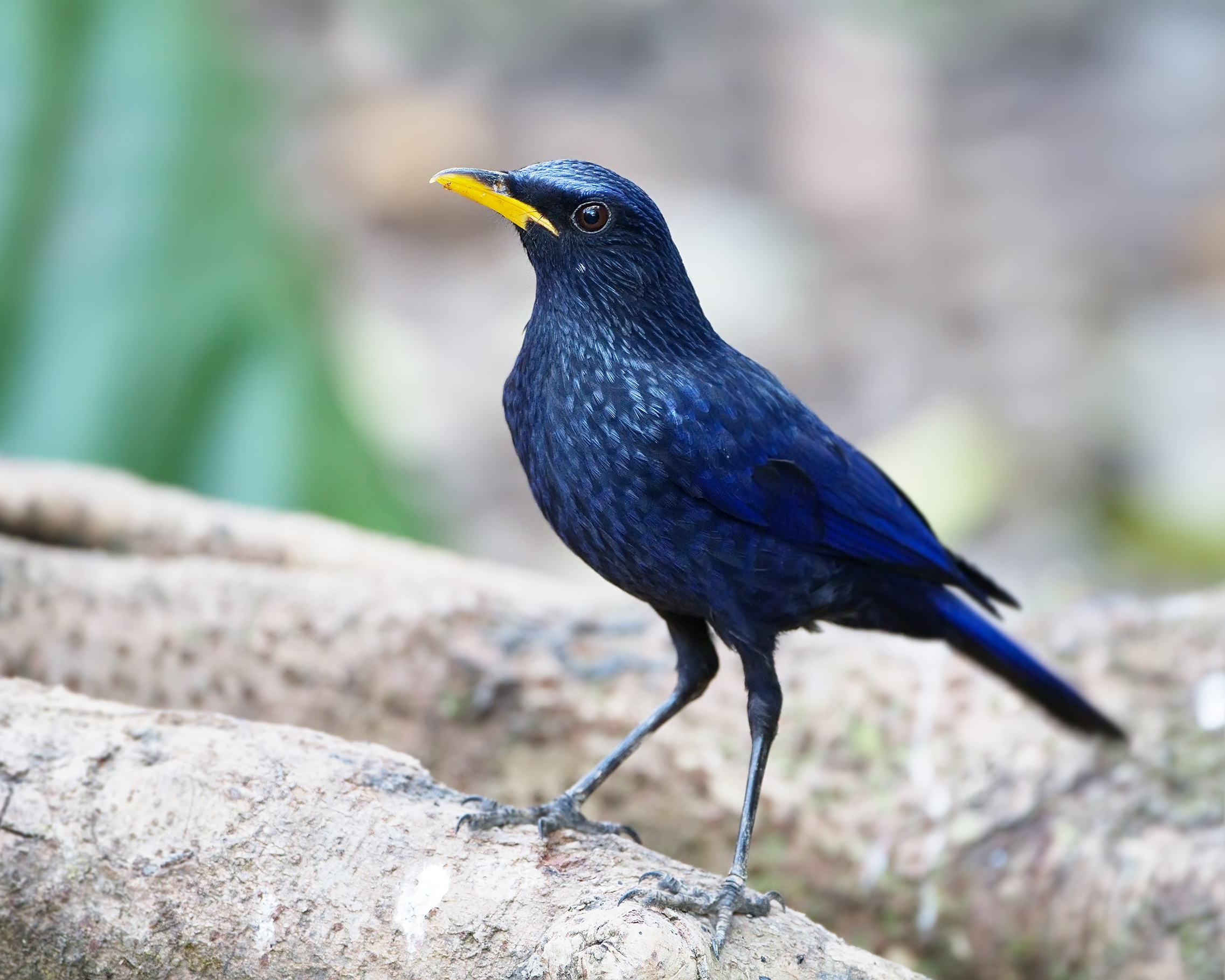 Птис. Дрозд аджир. Синяя птица Дрозд птица. Myophonus caeruleus. Лазурный Дрозд.