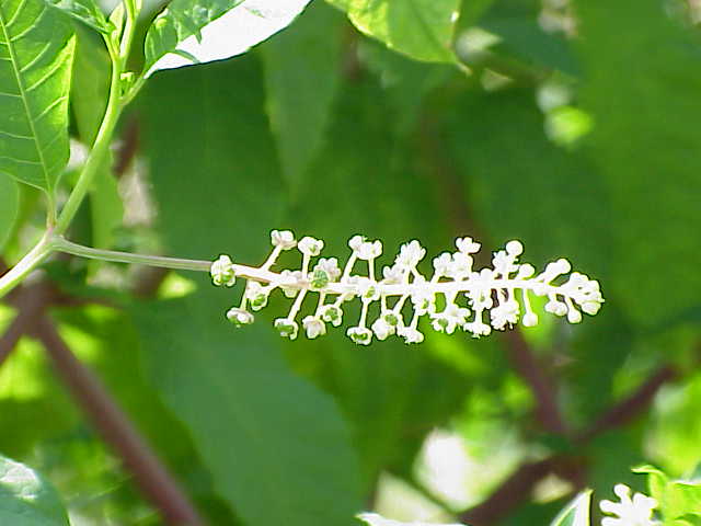 File:Phytolacca americana5.jpg