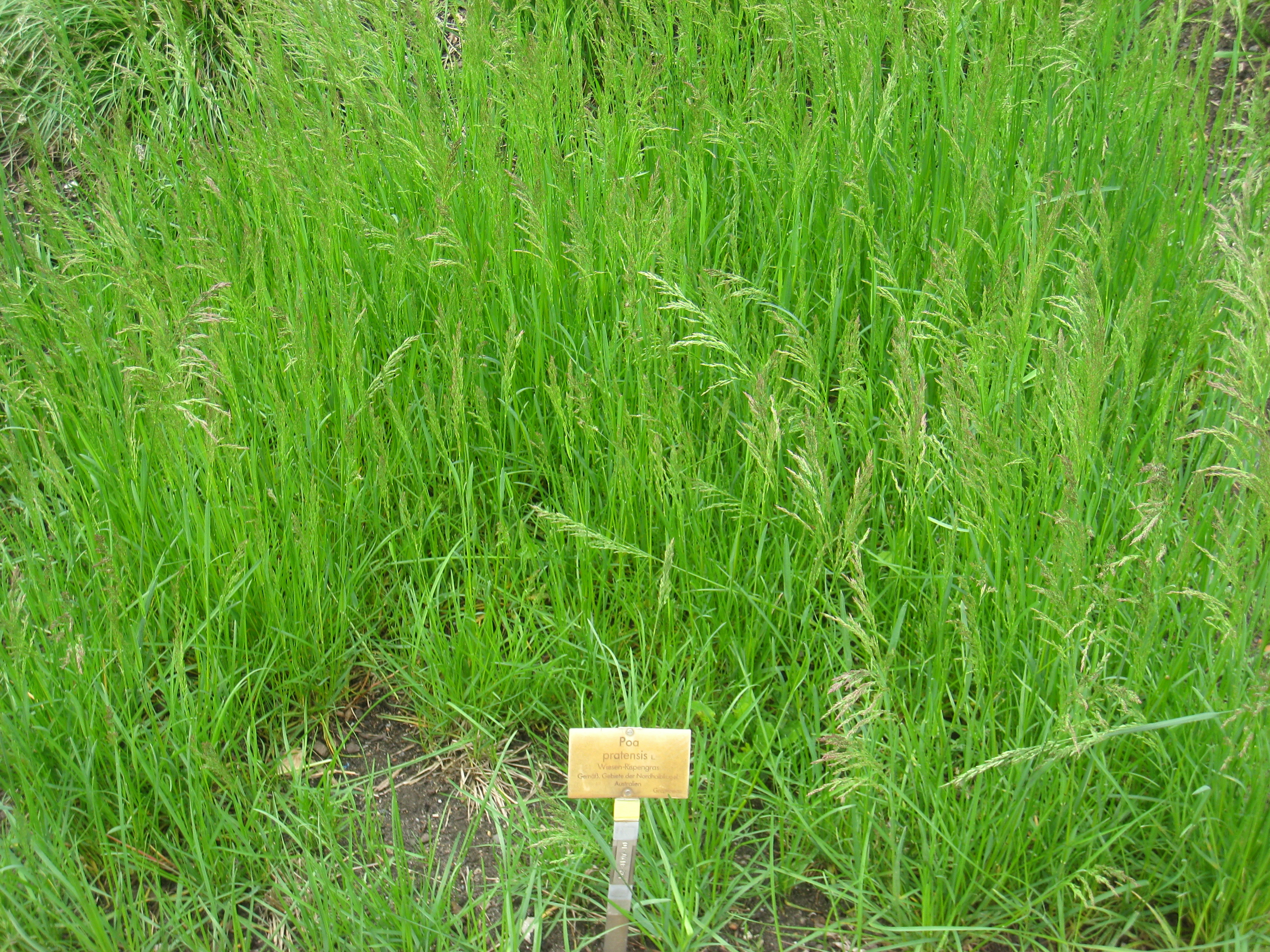 Какая многолетняя трава лучше. Мятлик Луговой. Мятлик Луговой семена. Мятлик Луговой (POA pratensis). Мятлик Луговой (POA pratensis l.).