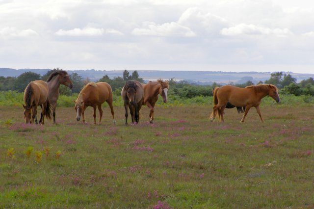 Ponies on Vereley Hill, New Forest - geograph.org.uk - 495937