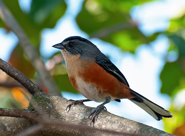 File:Poospiza lateralis -Extrema, Minas Gerais, Brazil-8.jpg