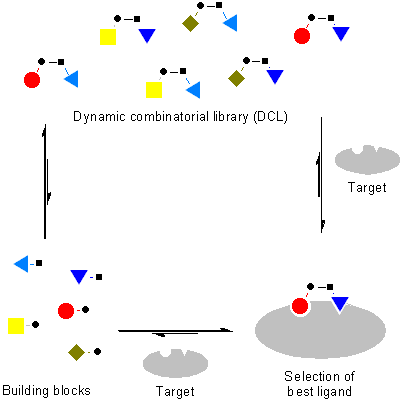 Scheme illustrating the theory of protein-directed dynamic combinatorial chemistry (DCC). Protein DCC.PNG