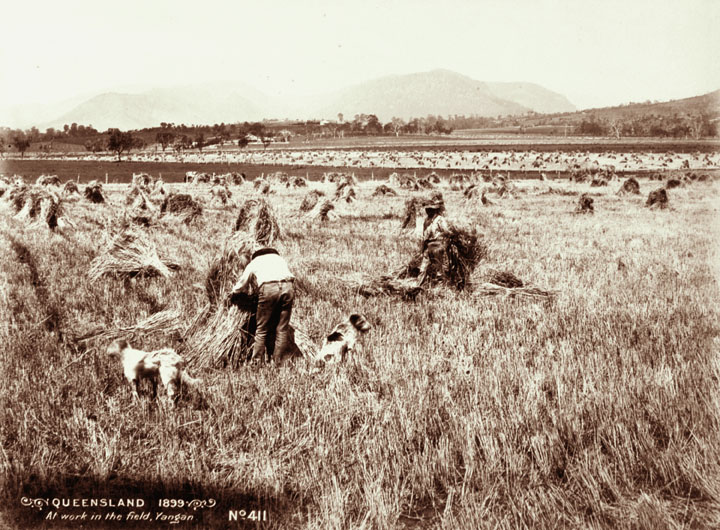 File:Queensland State Archives 2377 Workers in field stacking wheat Yangan 1899.png