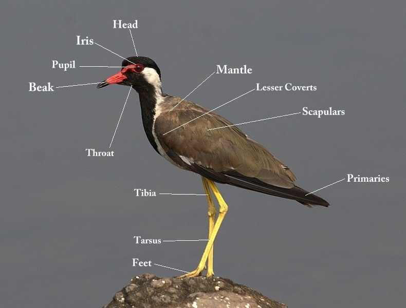 File:Red-wattled Lapwing Vanellus indicus external morphology by Dr. Raju Kasambe.jpg