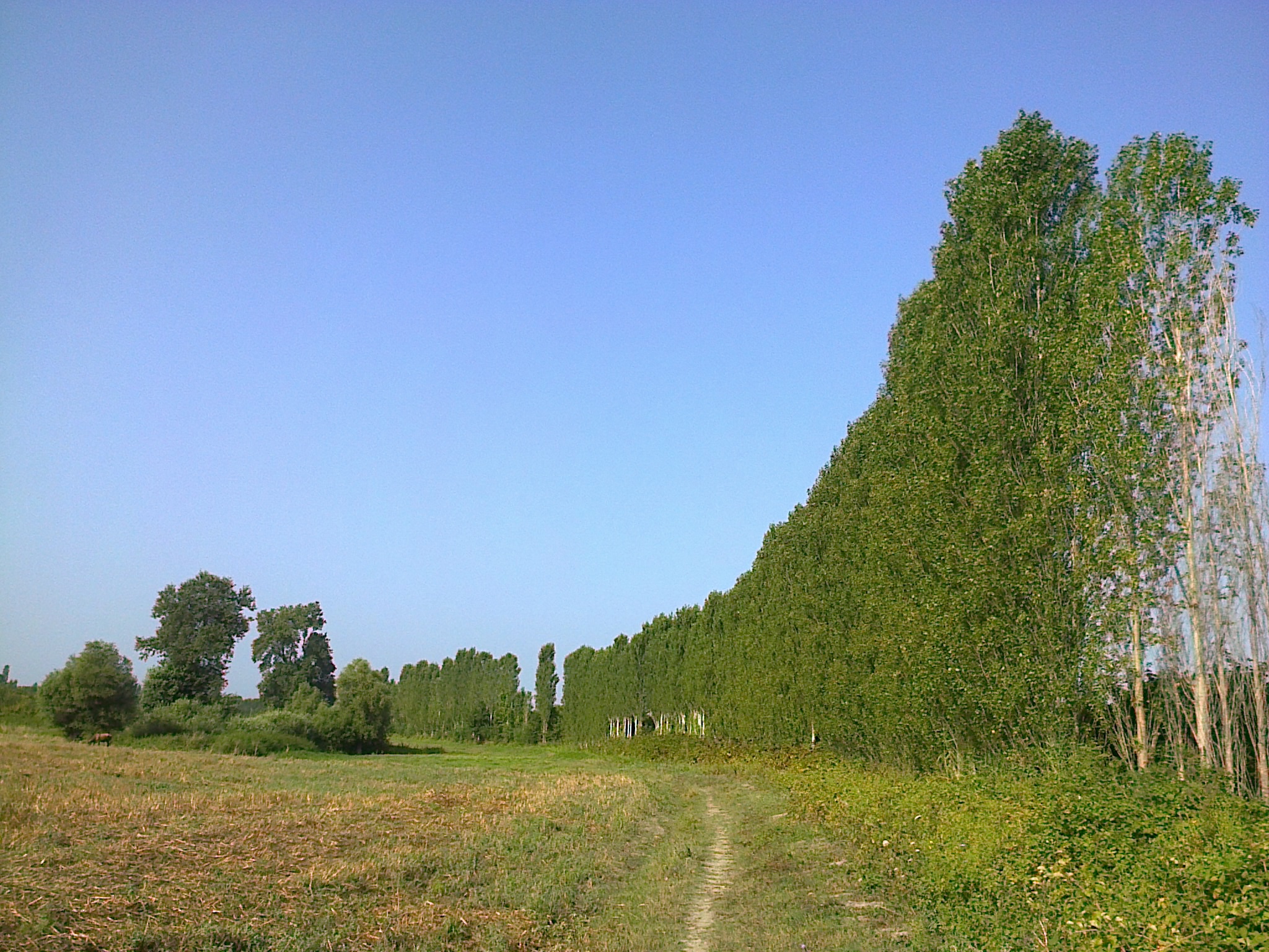 Row of trees (Khachmaz) Author: Xeyale-H