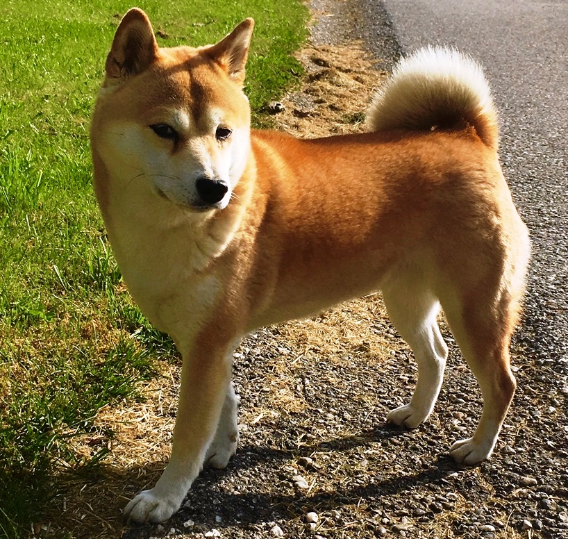 5 races de chiens japonais Le blog tails