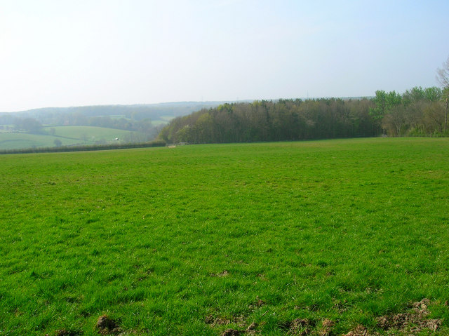 File:Sluts Wood - geograph.org.uk - 400218.jpg