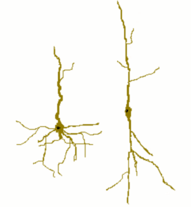 Von Economo neuron Specific class of mammalian cortical neurons