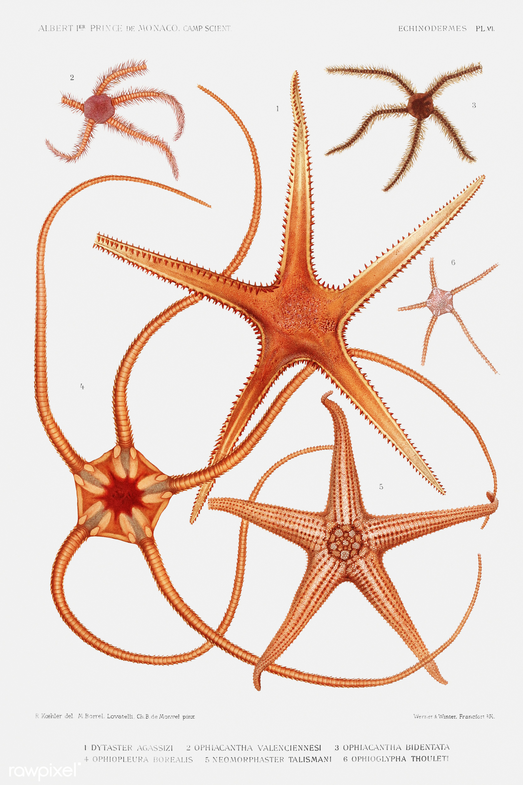 Science Photo Library Poster: Selection Of Sea Shells And Star Fish