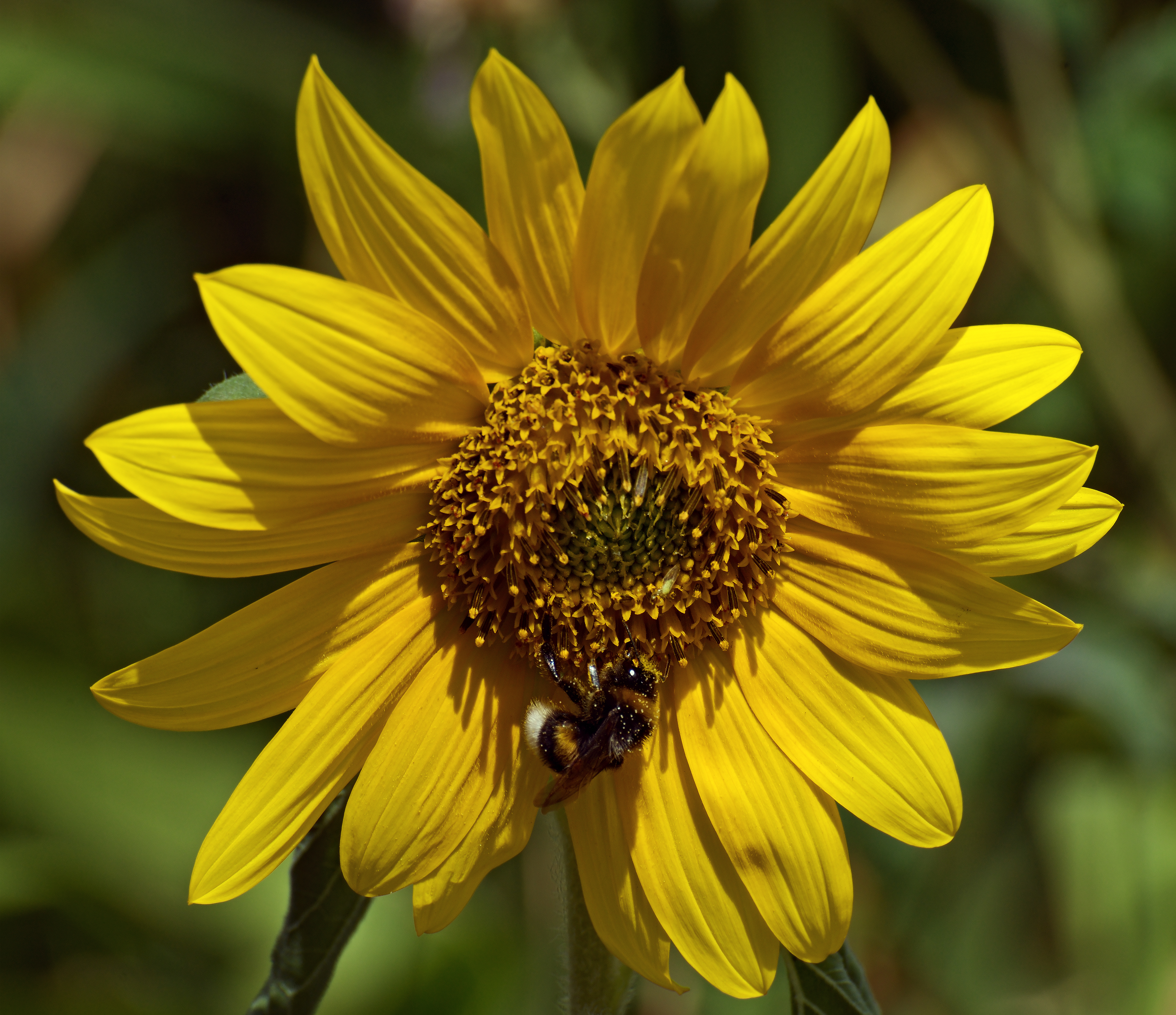 Helianthus argophyllus