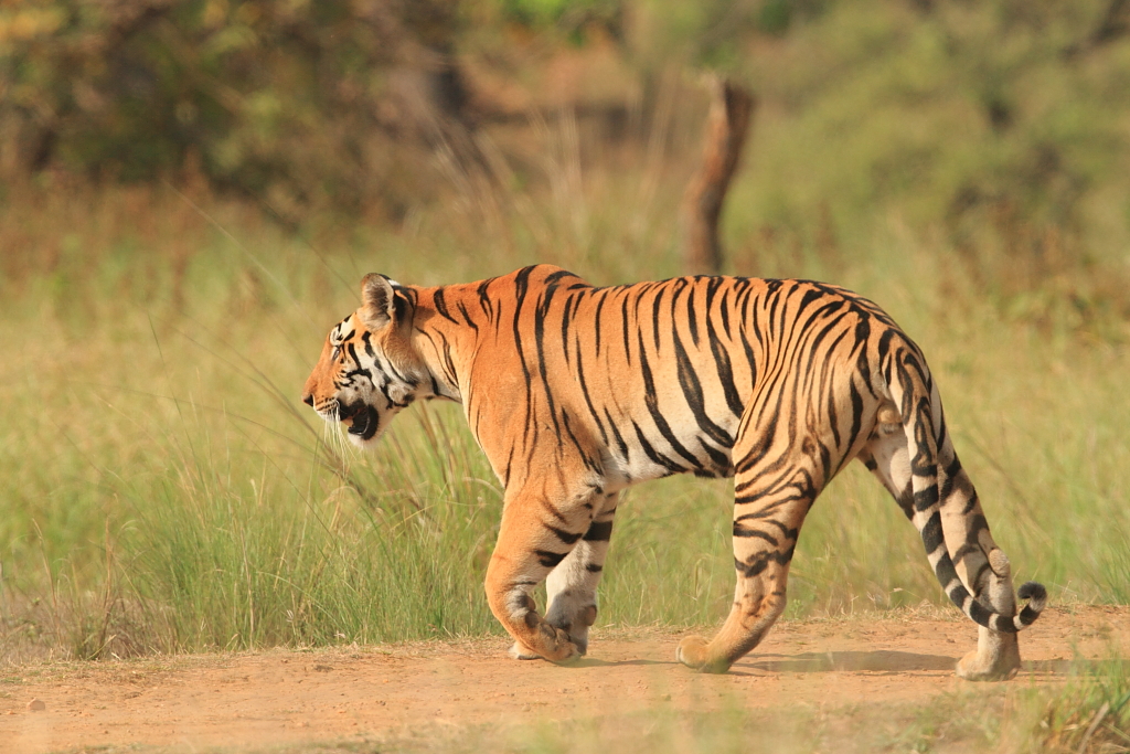 Тигр какое государство. Индия тигр Лев. Tigresa.