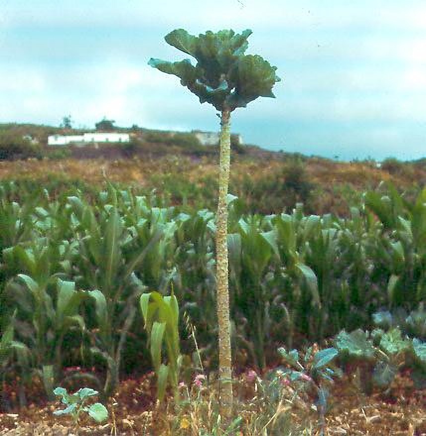 Kale Seeds, Walking Stick