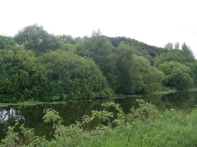 File:Trees overhanging the Forth and Clyde Canal - geograph.org.uk - 1336583.jpg