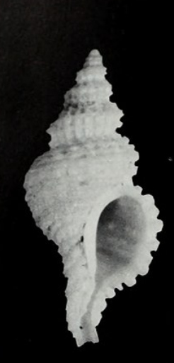 <i>Vaughtia babingtoni</i> Species of gastropod