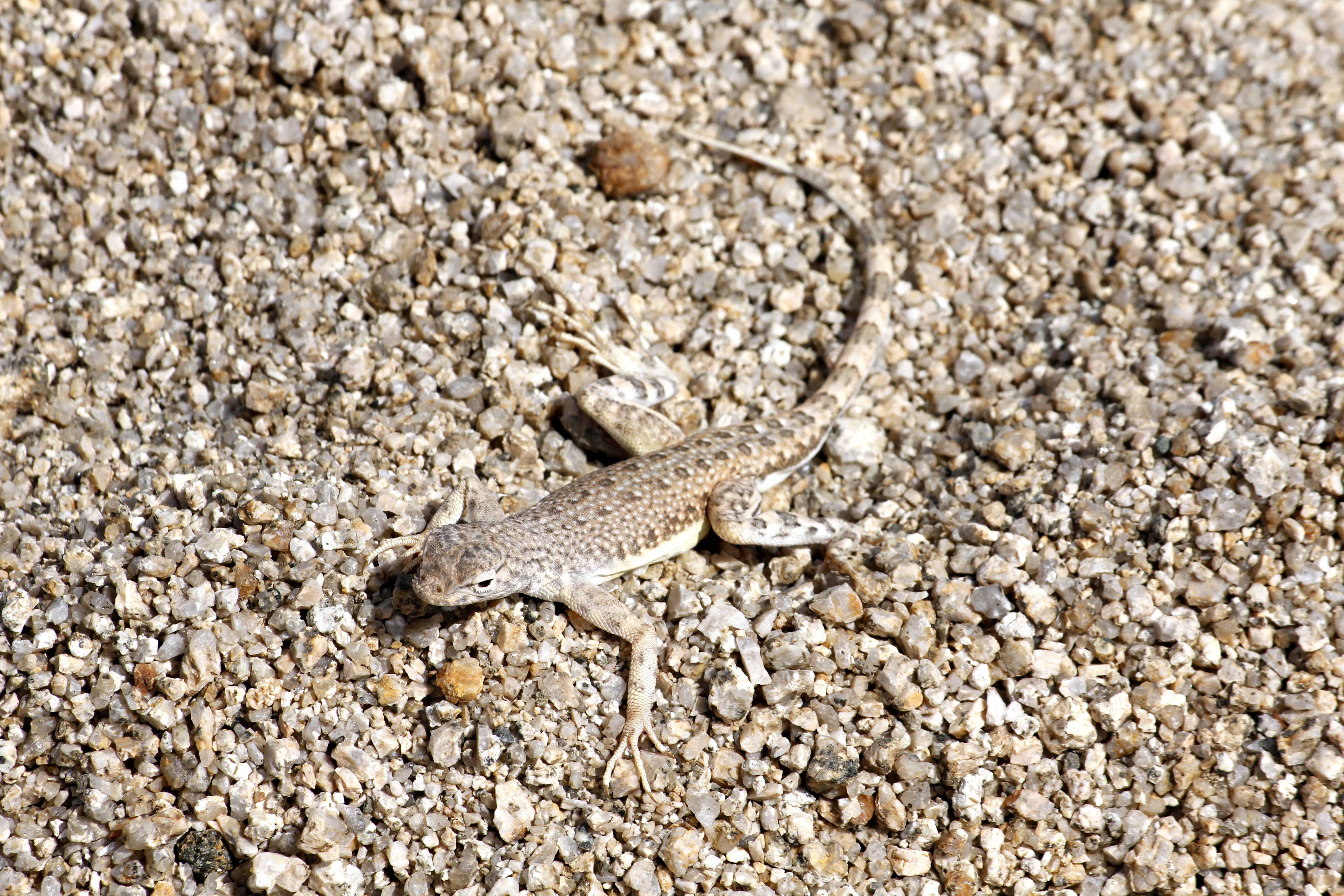Ящерица в песке. Ящерица Песчаная геккон. Сцинковый геккон. Callisaurus Draconoides. Ящерица на песке.