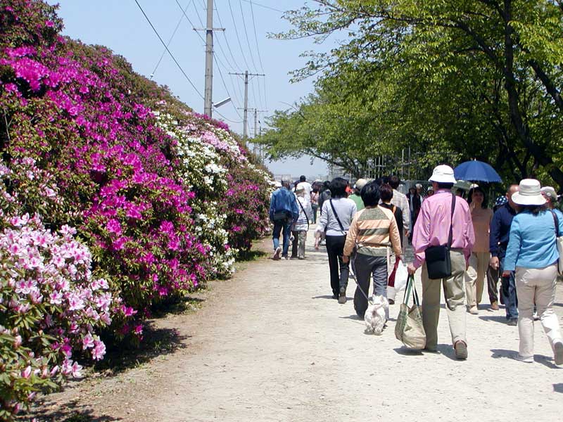 File:浅香山浄水場のツツジ 20060504.jpg