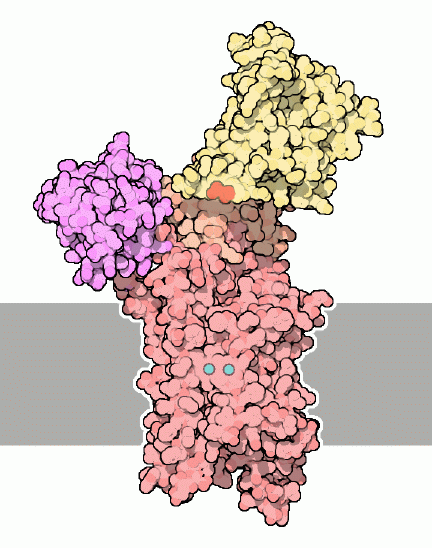 File:051-membrane-1eul.png