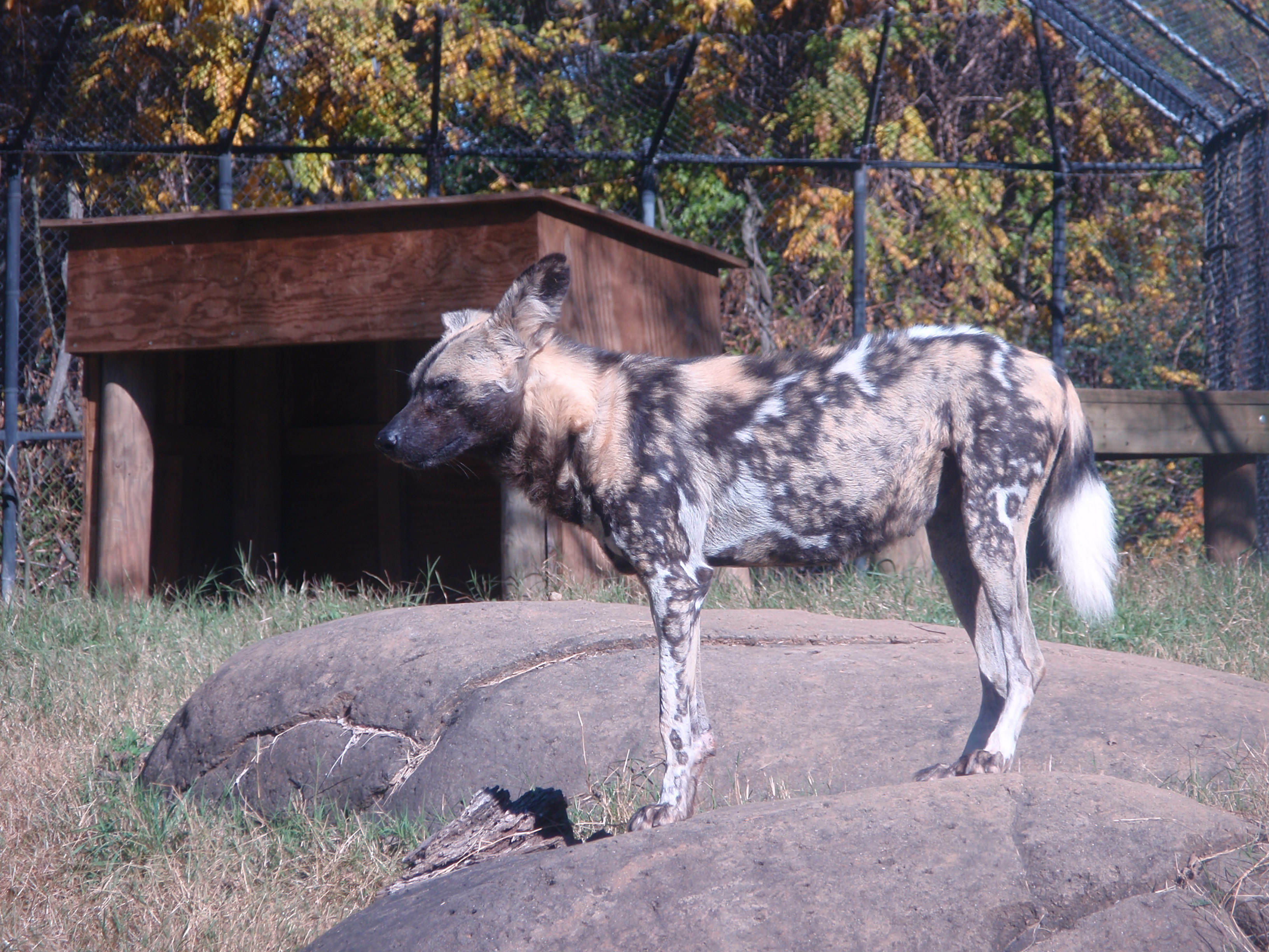 Raven quest zoo dog