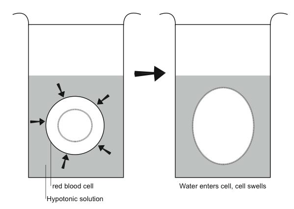 File:Anatomy and physiology of animals-osmosis-red cell-hypotonic.jpg