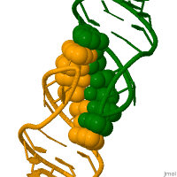 This animated GIF shows two RNA loops (orange and green) bind to each other in a structure called a kissing loop. The two RNA loops interact through stacking interactions and through hydrogen bonding (interacting bases shown in space-filling representation). Animated Base stacking.gif