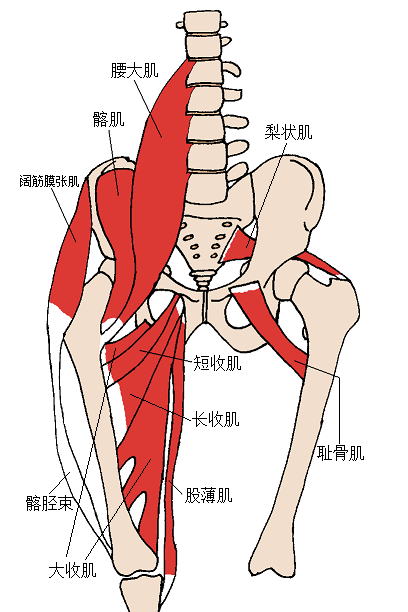 腰大肌 维基百科 自由的百科全书