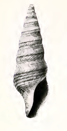 <i>Antiplanes briseis</i> Species of gastropod