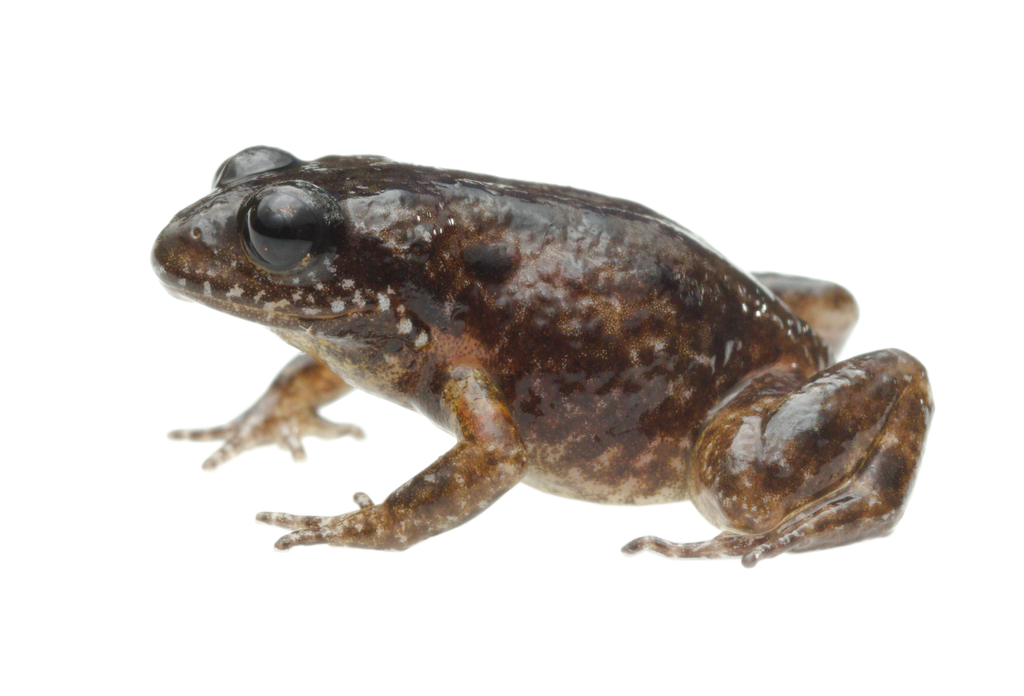 Researchers couldn't be hoppier about 'mini frog' species