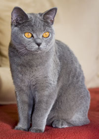 File:BKH Katze blau.jpg