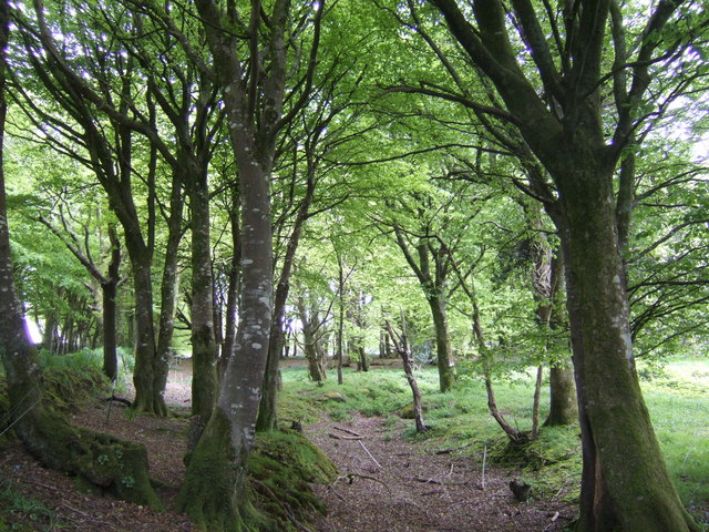 File:Beech grove near Sandy-Marks - geograph.org.uk - 426880.jpg