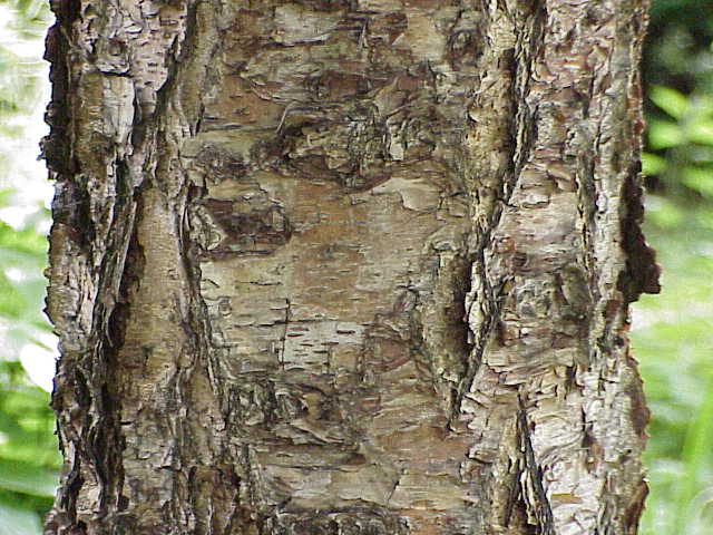 File:Betula nigra1.jpg