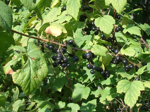 File:Blackcurrants2.jpg