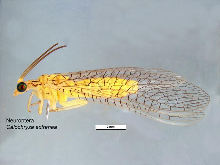 File:Calochrysa extranea.jpg