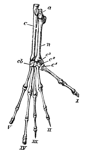 File:Cambridge Natural History Mammalia Fig 264.png