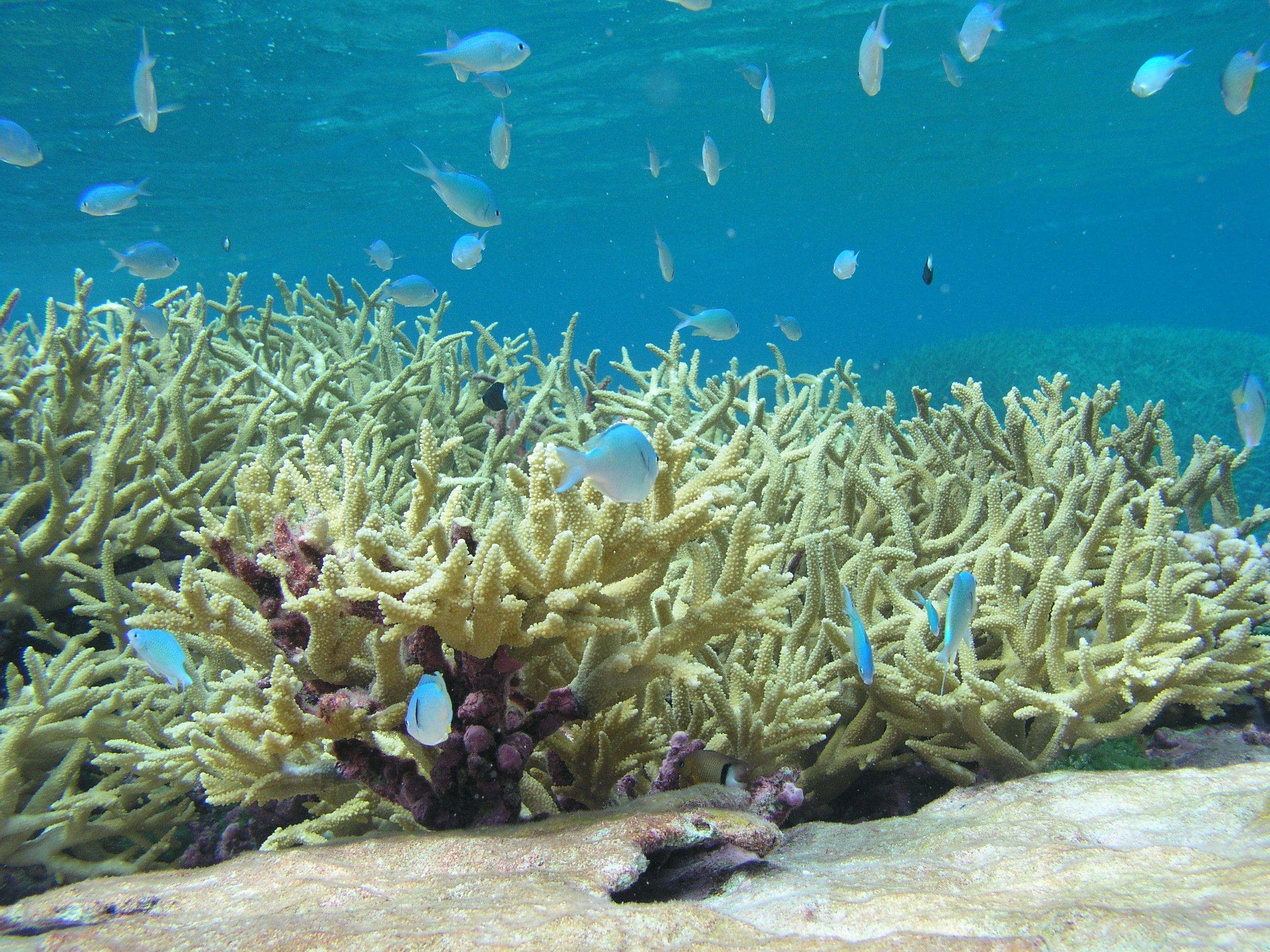Древние коралловые рифы. Коралл Стагхорн. Коралловые рифы Пемба. Амазонский коралловый риф. Коралловые рифы Монерон.