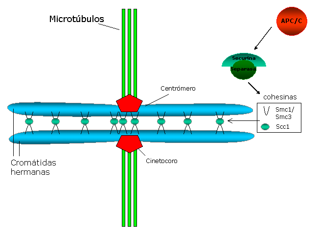 File:Chromosome cohesion.png